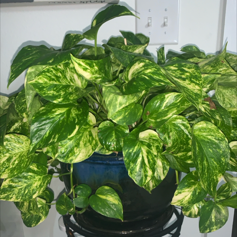 @LovelyPlantLady avatar