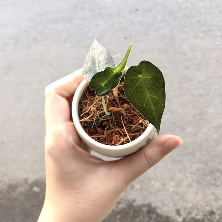 Avatar for @Liztlemon89 on Greg, the plant care app