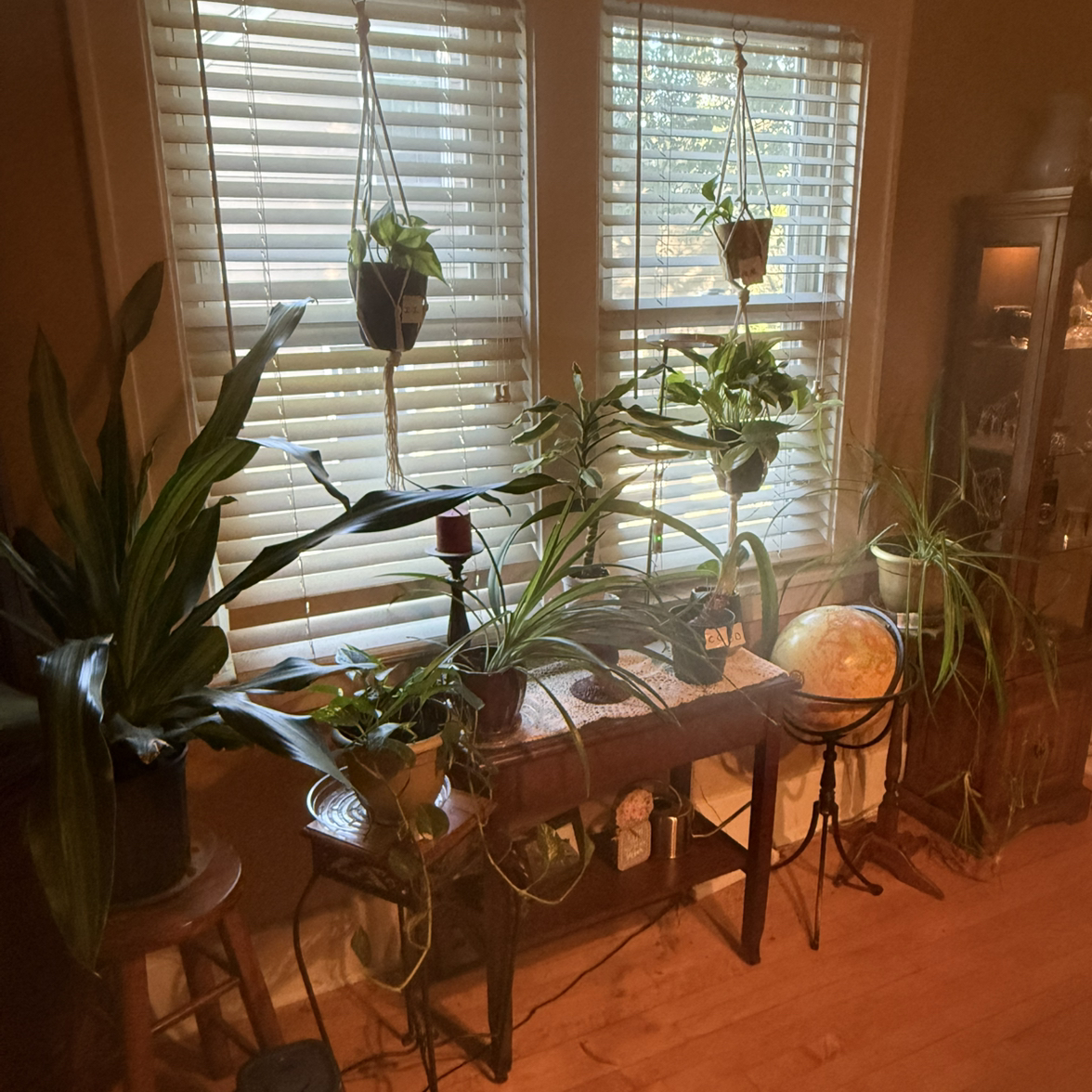 Avatar for @Dnomyar on Greg, the plant care app