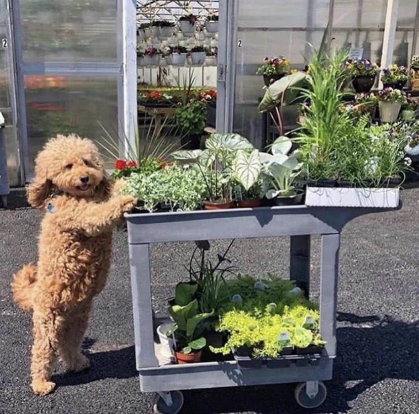Avatar for @livybug12304 on Greg, the plant care app