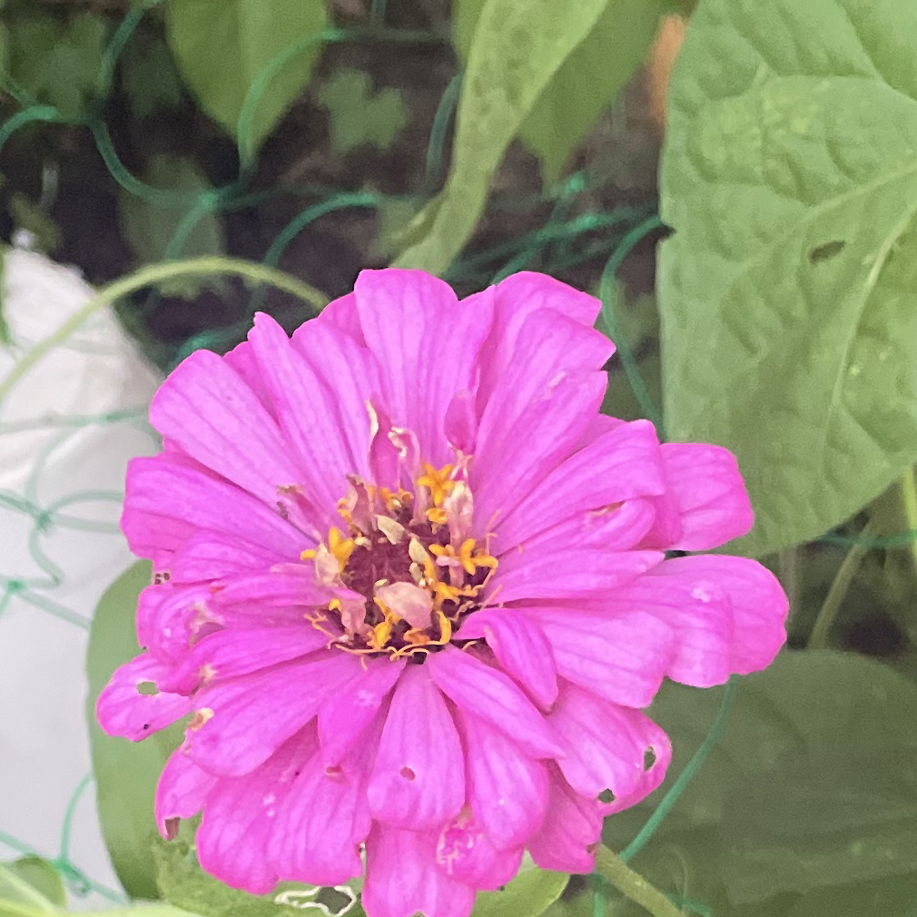 Avatar for @HollowBrooke on Greg, the plant care app