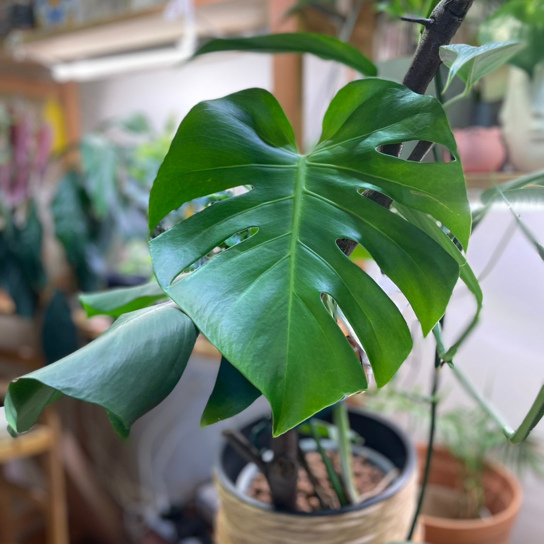 @WelsomeRhodotus avatar