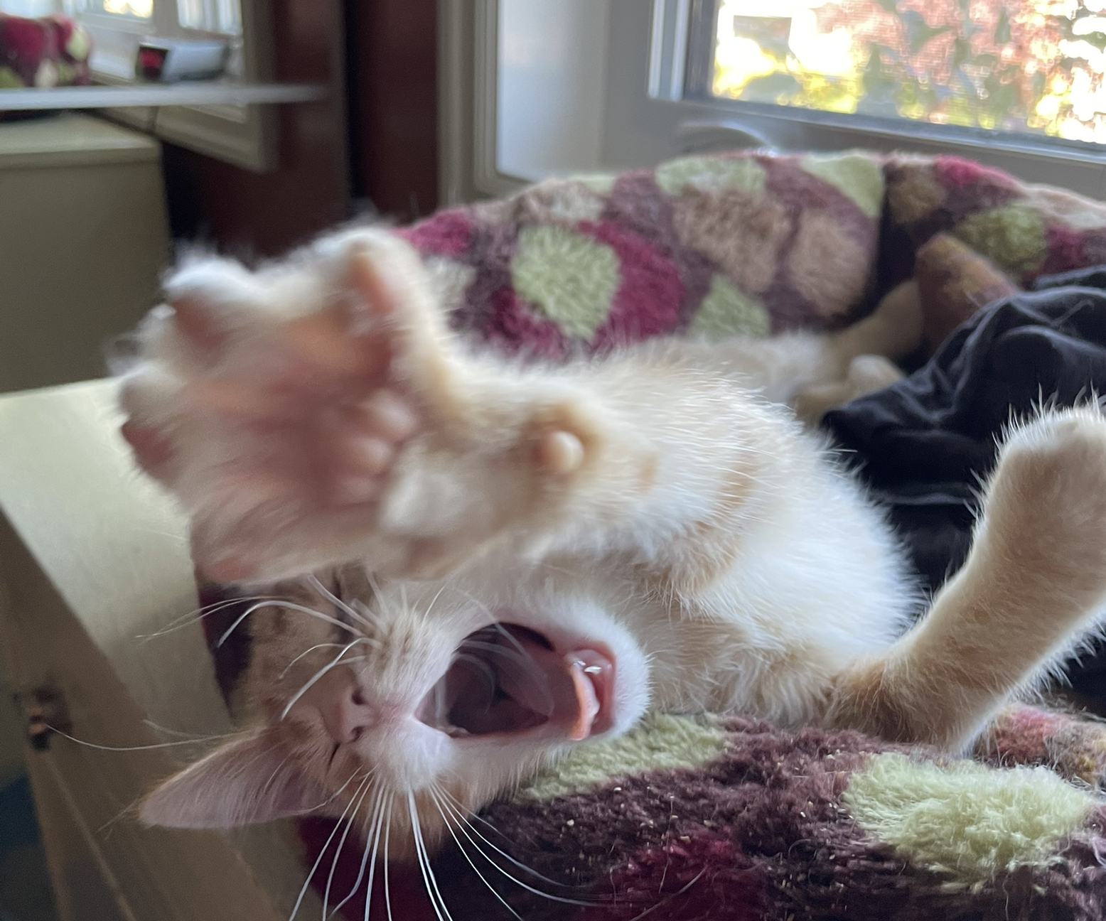 Avatar for @SavoryPinklaui on Greg, the plant care app