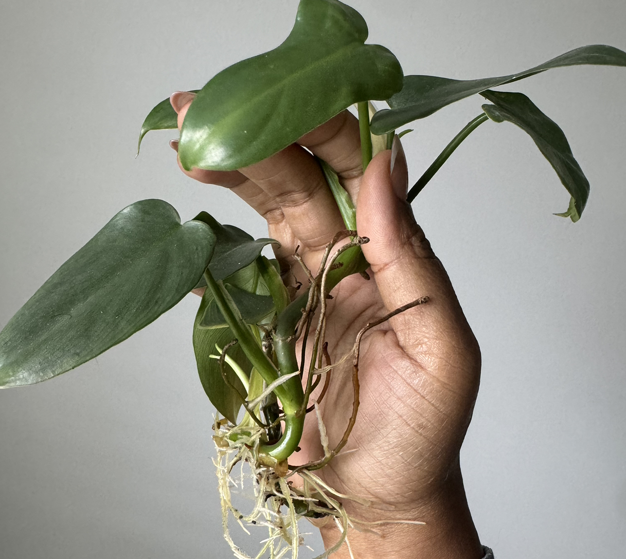 Avatar for @JewelledBogbean on Greg, the plant care app