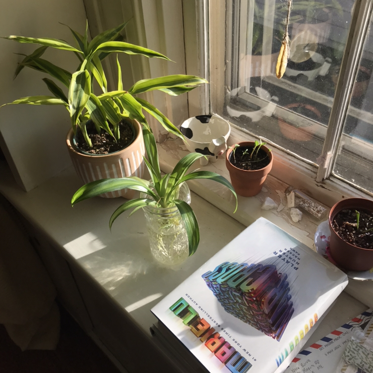Avatar for Allison on Greg, the plant care app