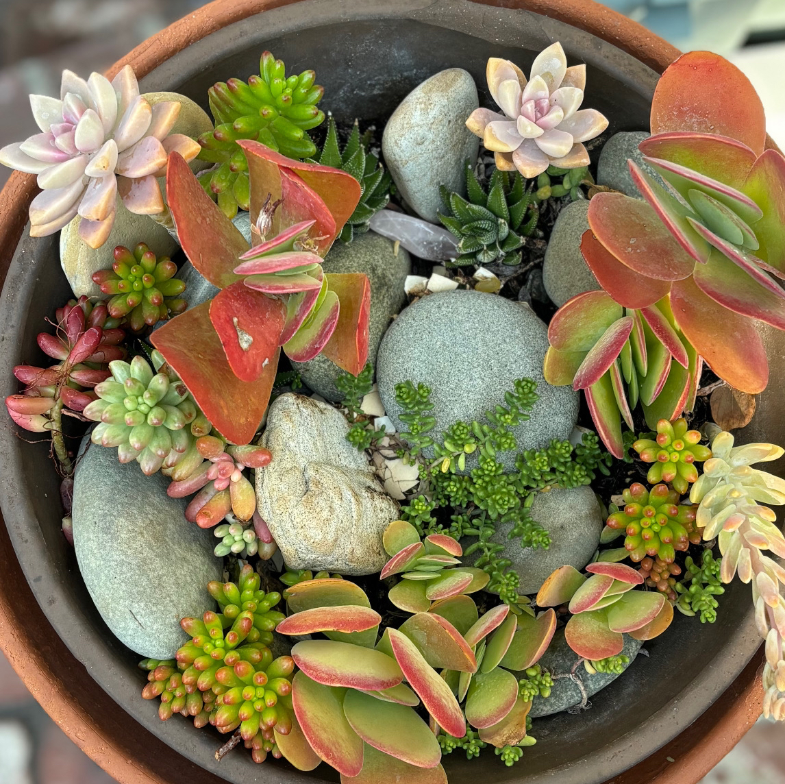 @SucculentGarden