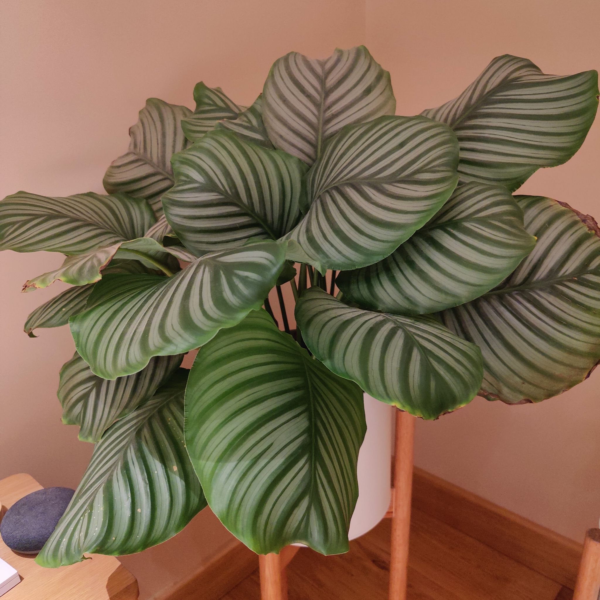 Avatar for @Moonstera on Greg, the plant care app