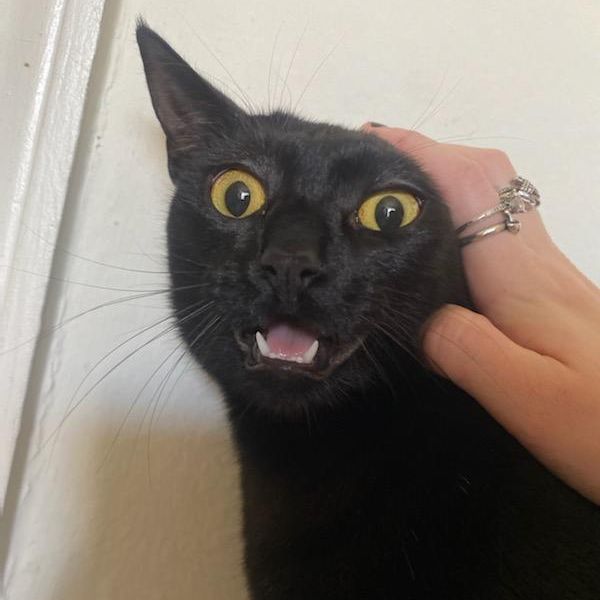 Avatar for @PoisonRosie on Greg, the plant care app