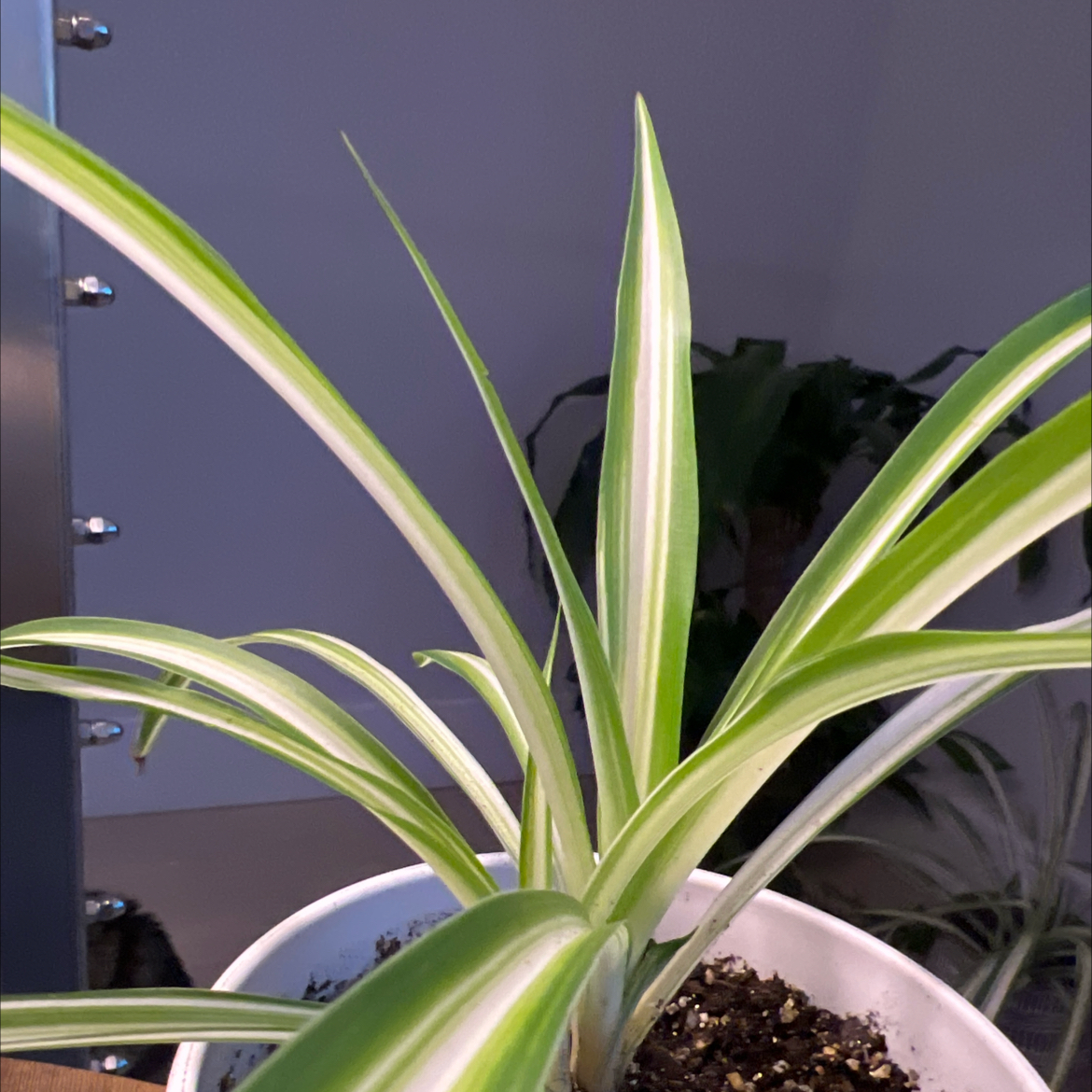 Avatar for @Katbergspider on Greg, the plant care app