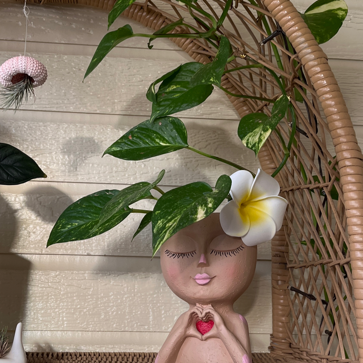 Avatar for @Jenny808 on Greg, the plant care app