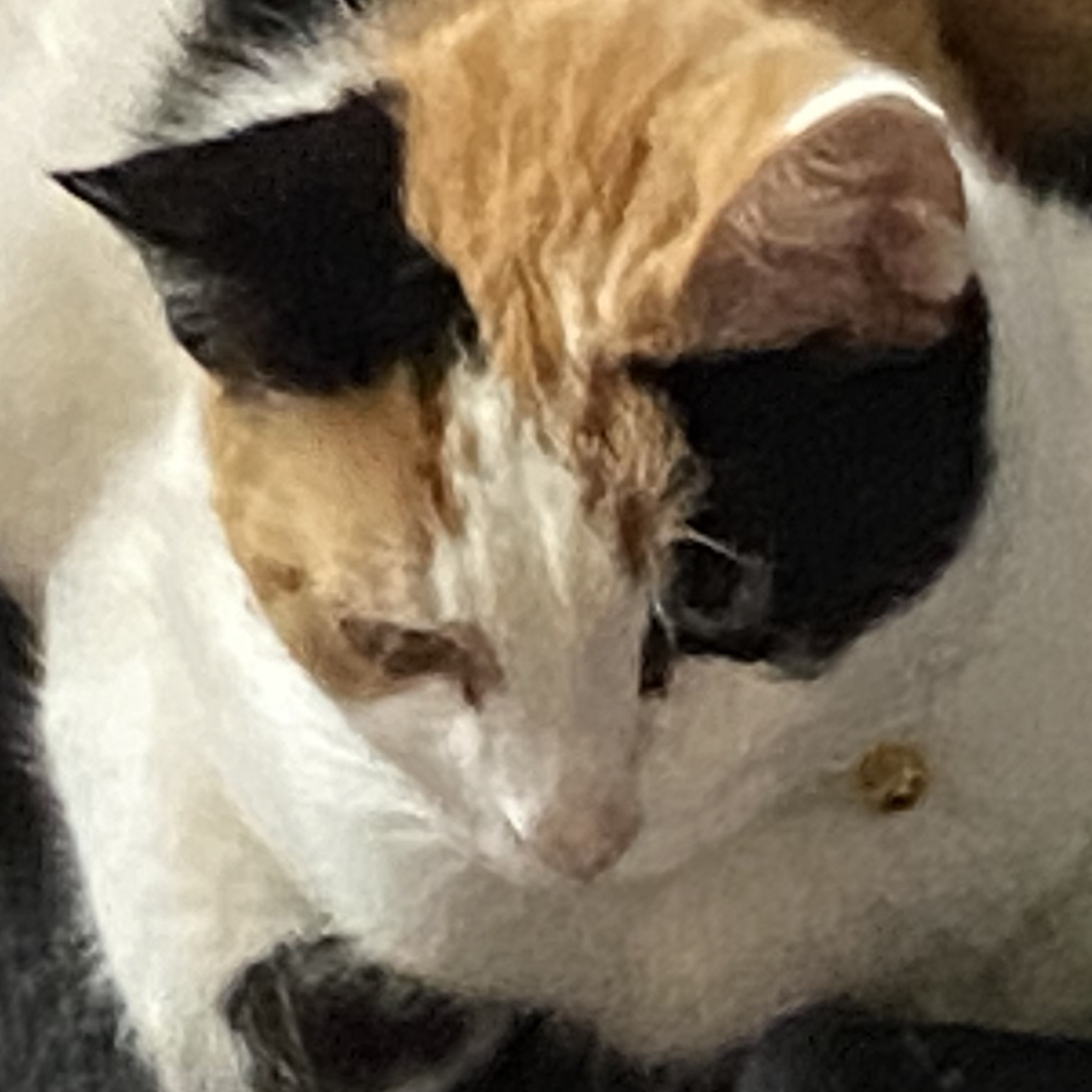 @Growingskunk4L avatar