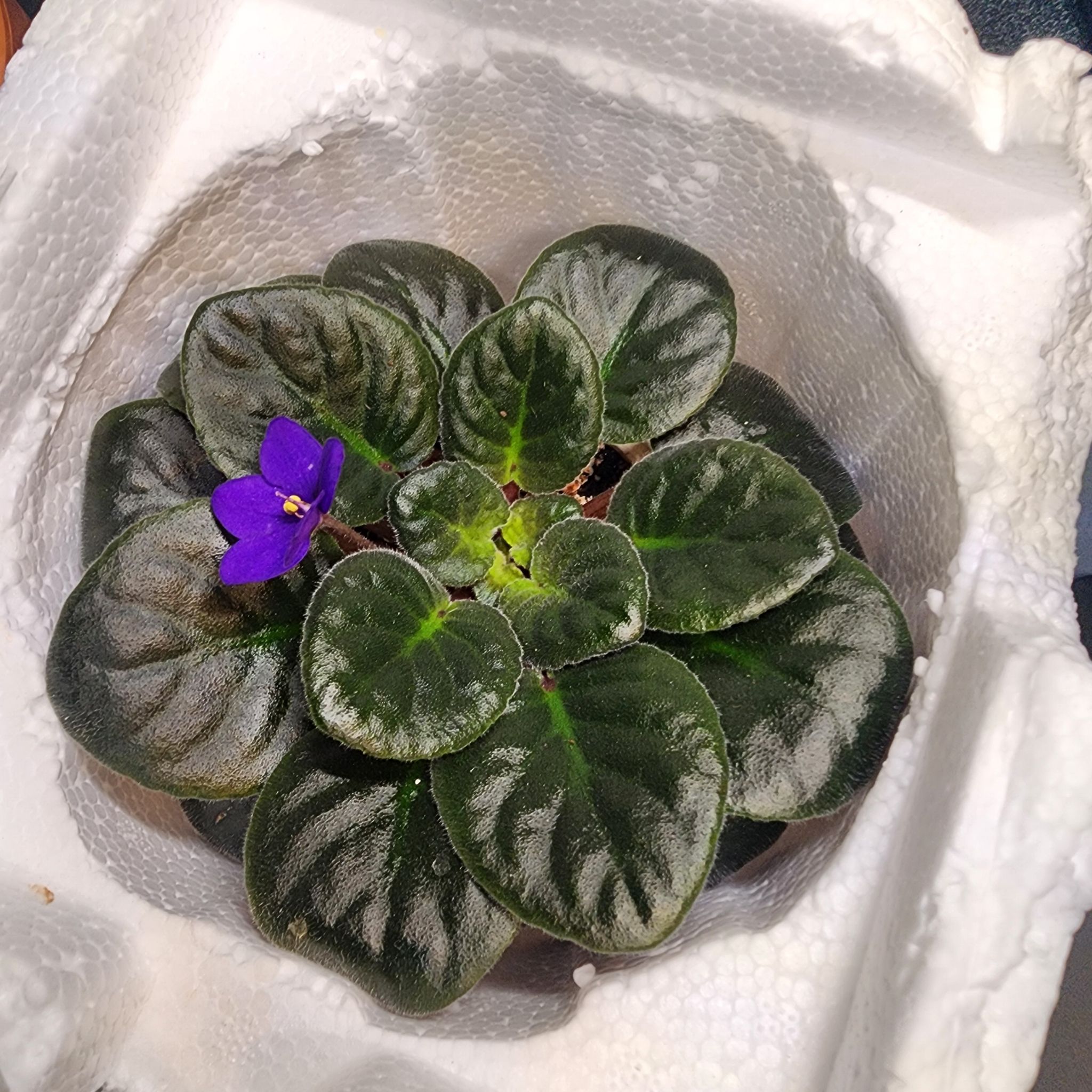 Avatar for @JazzedCapemay31 on Greg, the plant care app