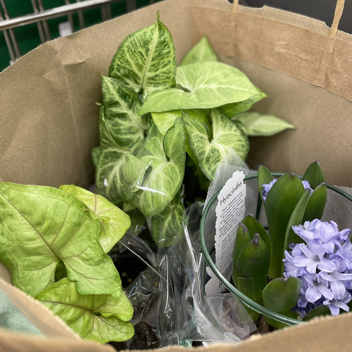 Avatar for @Harrison on Greg, the plant care app