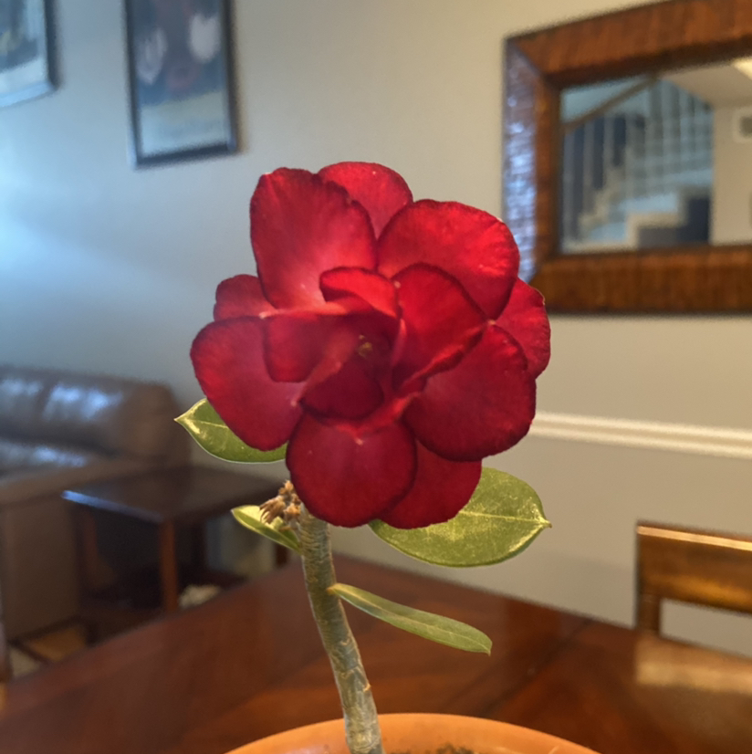 Avatar for Mayra on Greg, the plant care app