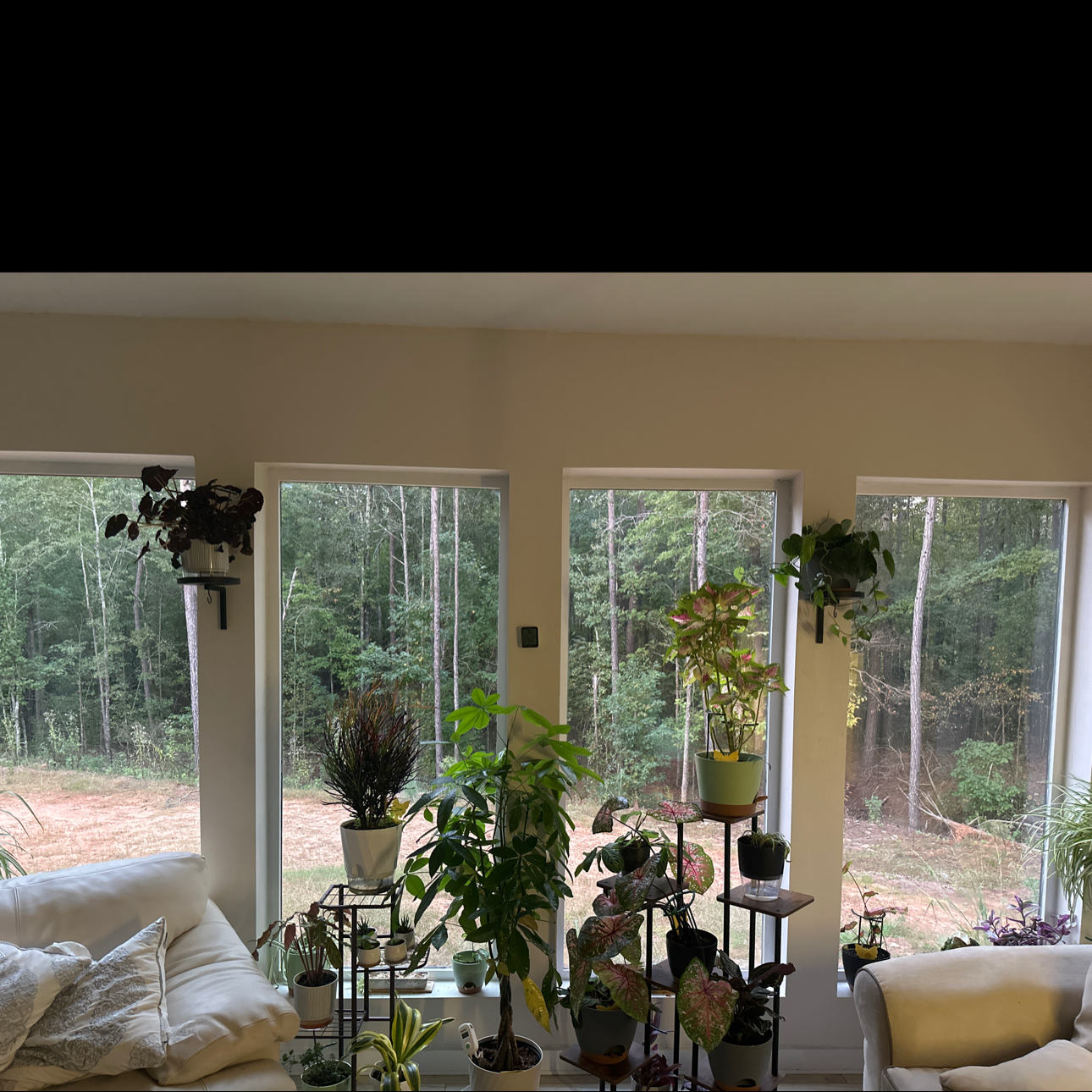 Avatar for @ManySwallowwort on Greg, the plant care app