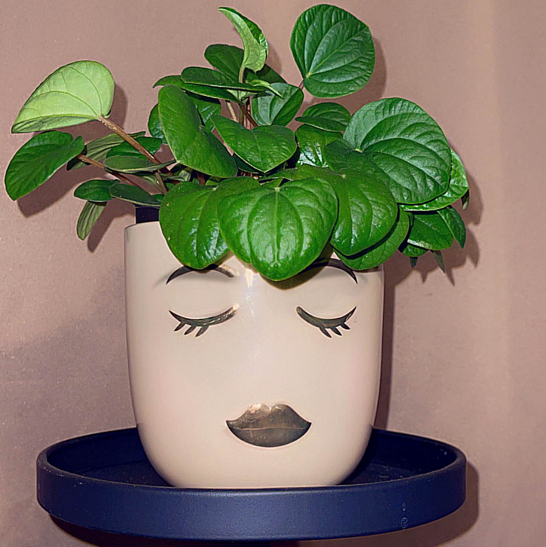 Avatar for @AnewKolanuttree on Greg, the plant care app