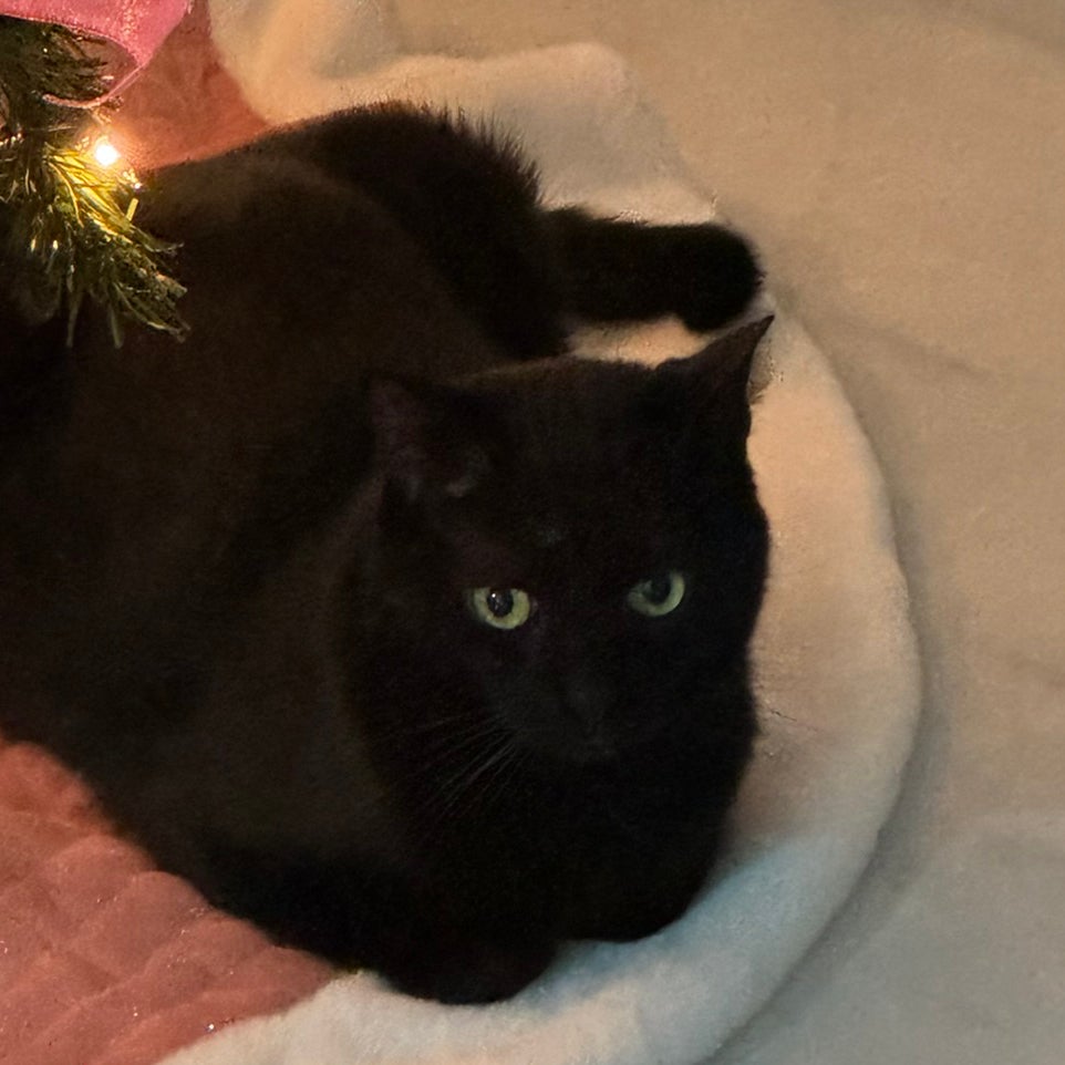 Avatar for @MoonSage on Greg, the plant care app