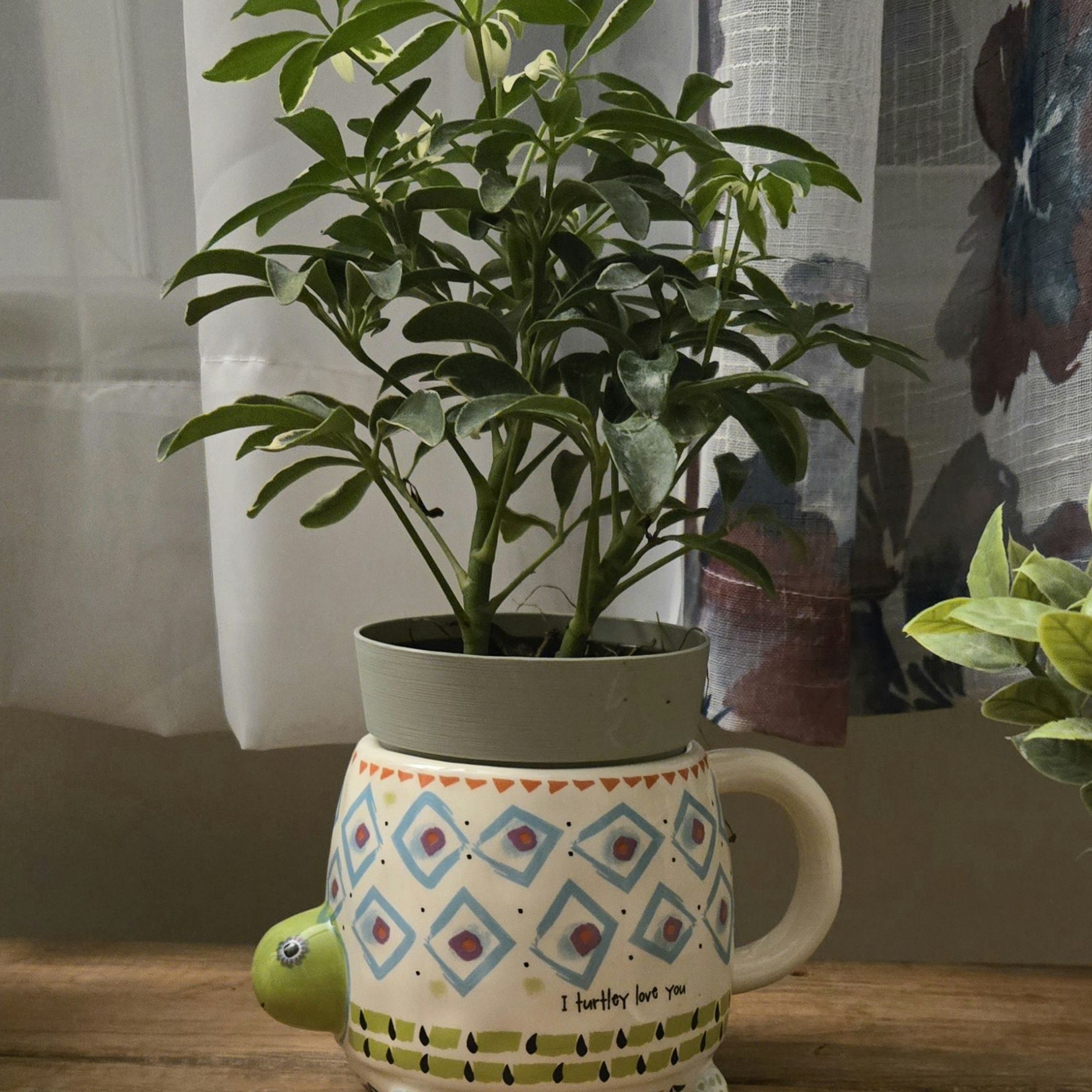 Avatar for @faulk628 on Greg, the plant care app