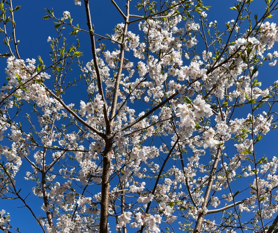 Avatar for @GuruWildpapaya on Greg, the plant care app