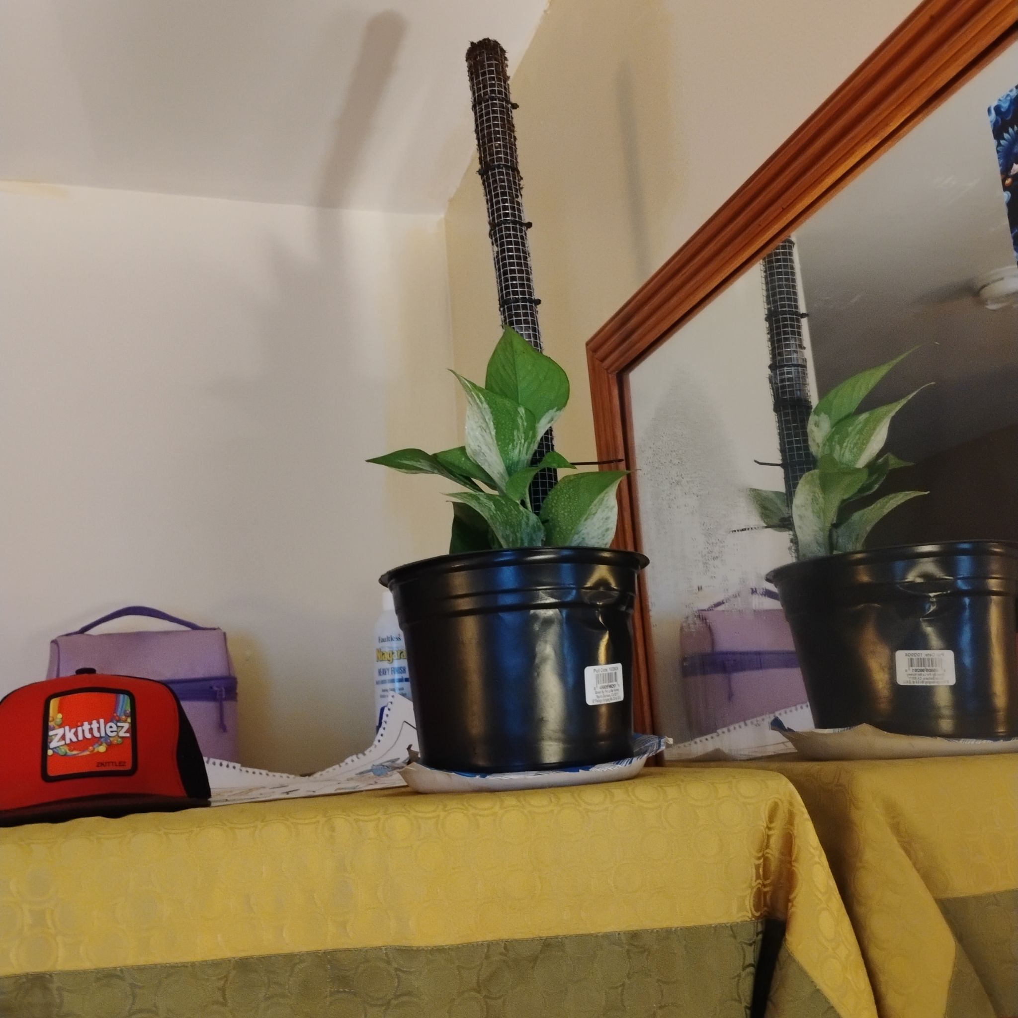 @SuaveSnakeplant