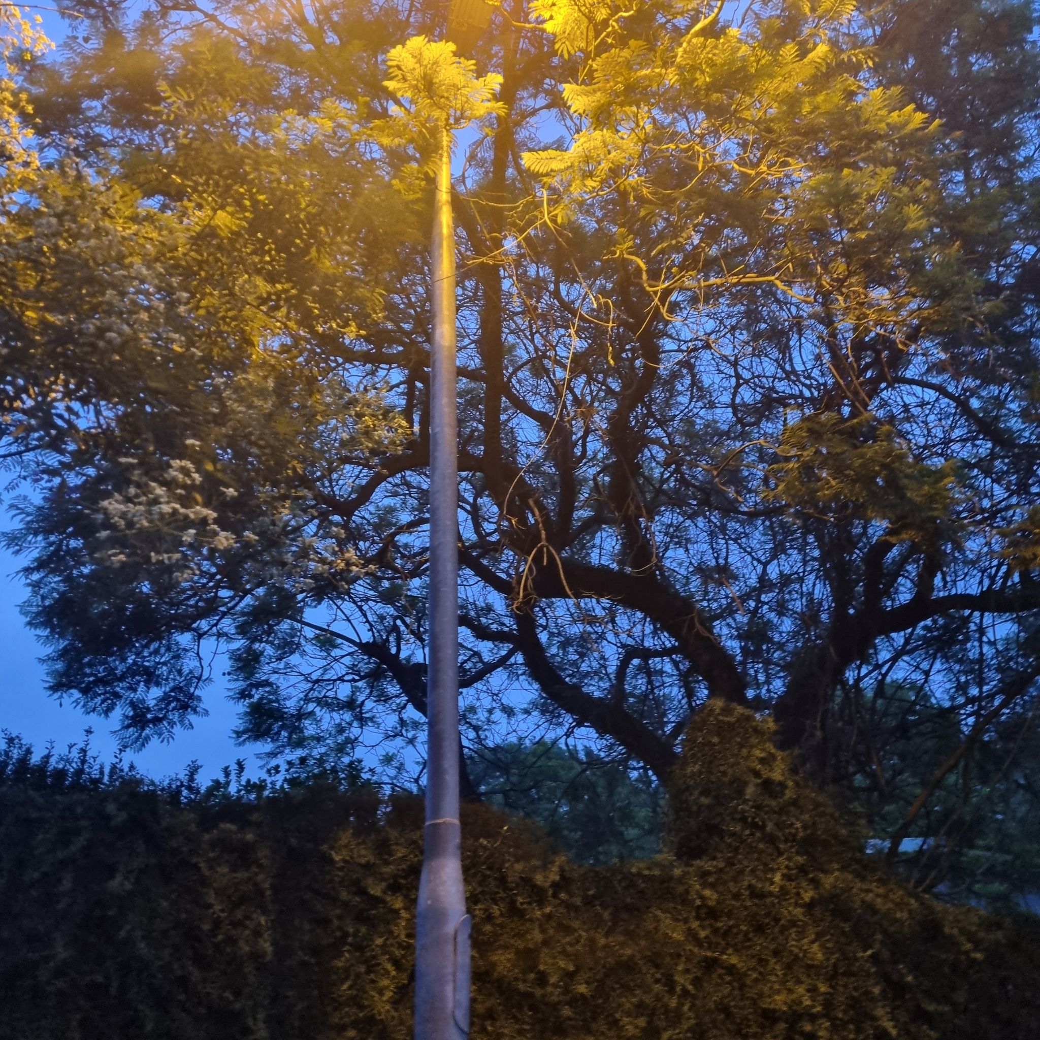 @MellowCatasetum avatar