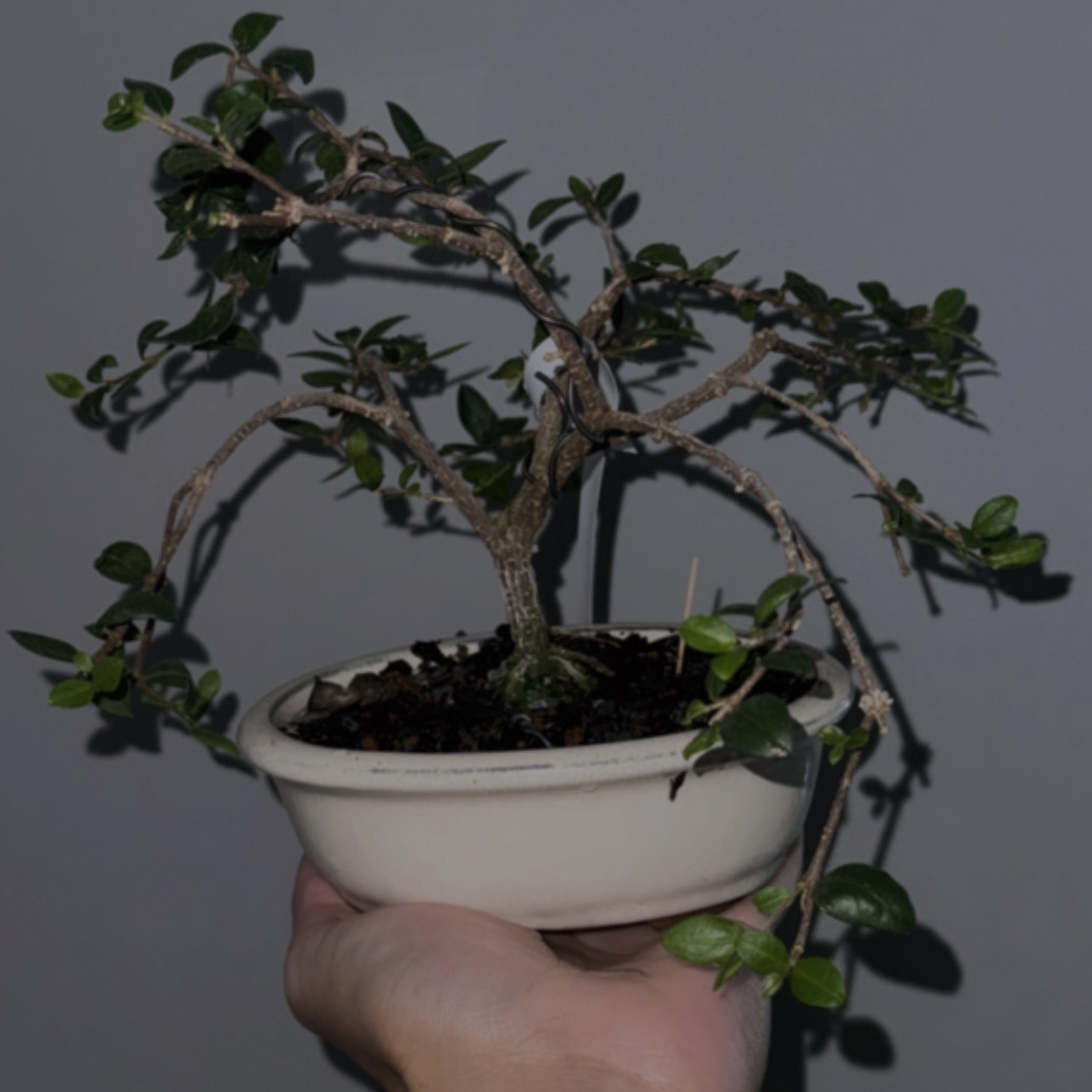 Avatar for @ClimbingChosmo on Greg, the plant care app