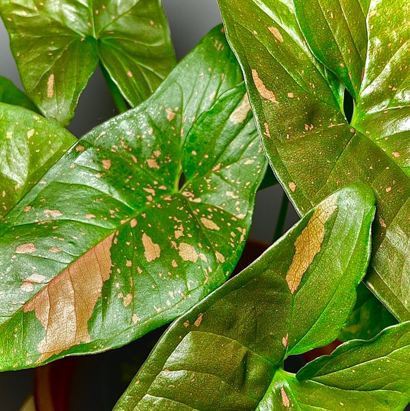 Avatar for @Fat.jungle on Greg, the plant care app