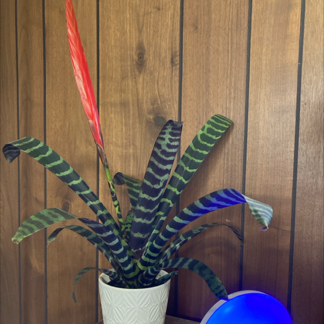 Avatar for @Jaramhe on Greg, the plant care app