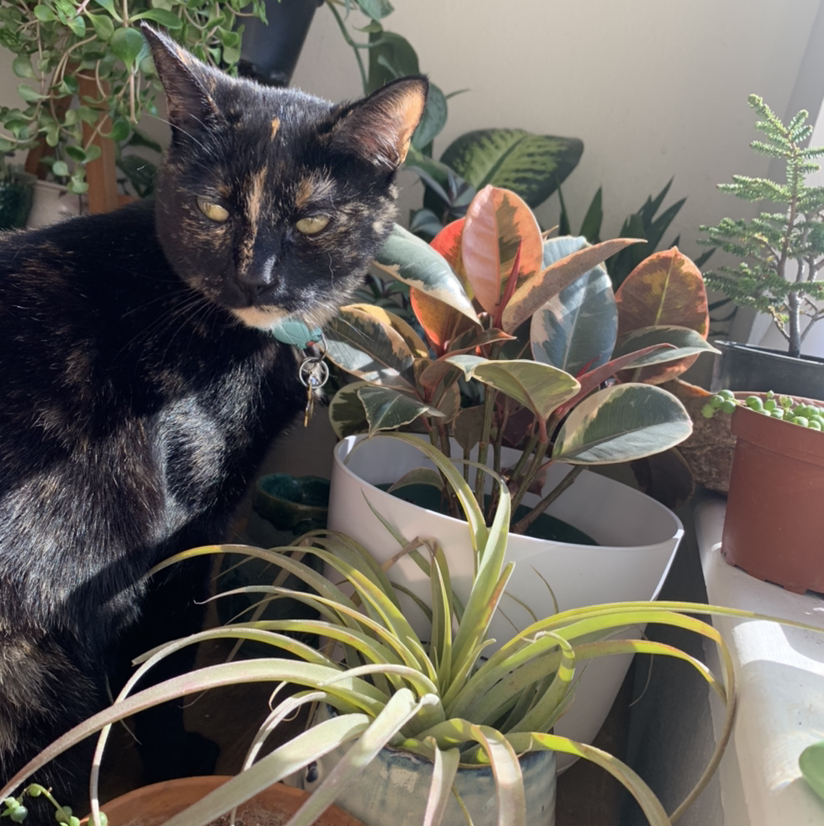 Avatar for @catsnplants.org on Greg, the plant care app