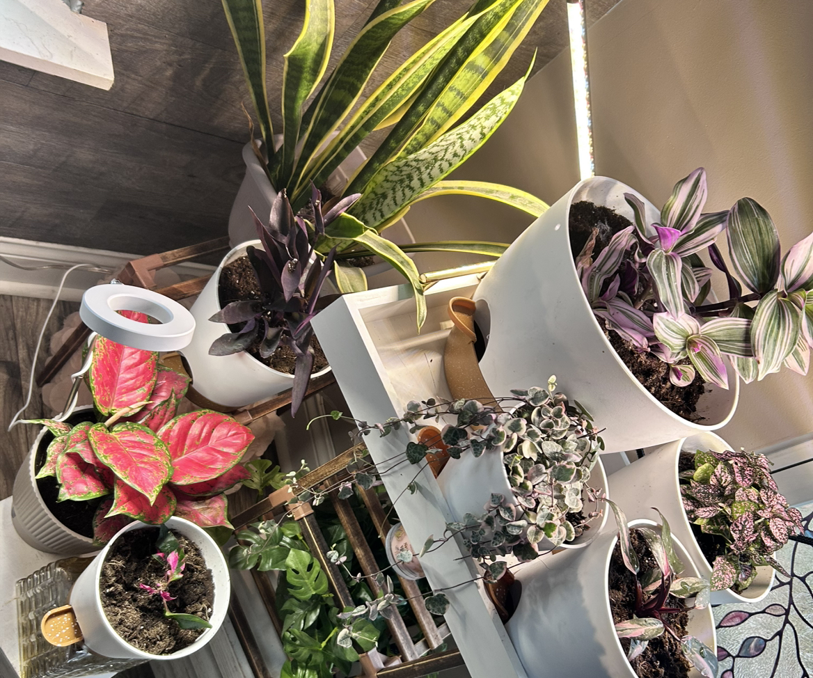 Avatar for @OutgoingPignut on Greg, the plant care app