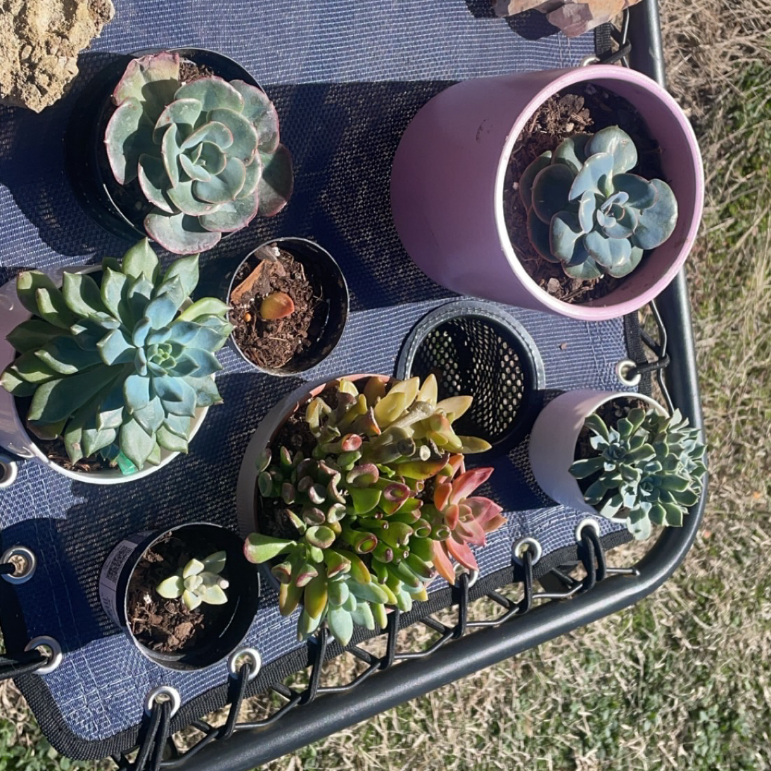 Avatar for @EcheveriaLove on Greg, the plant care app