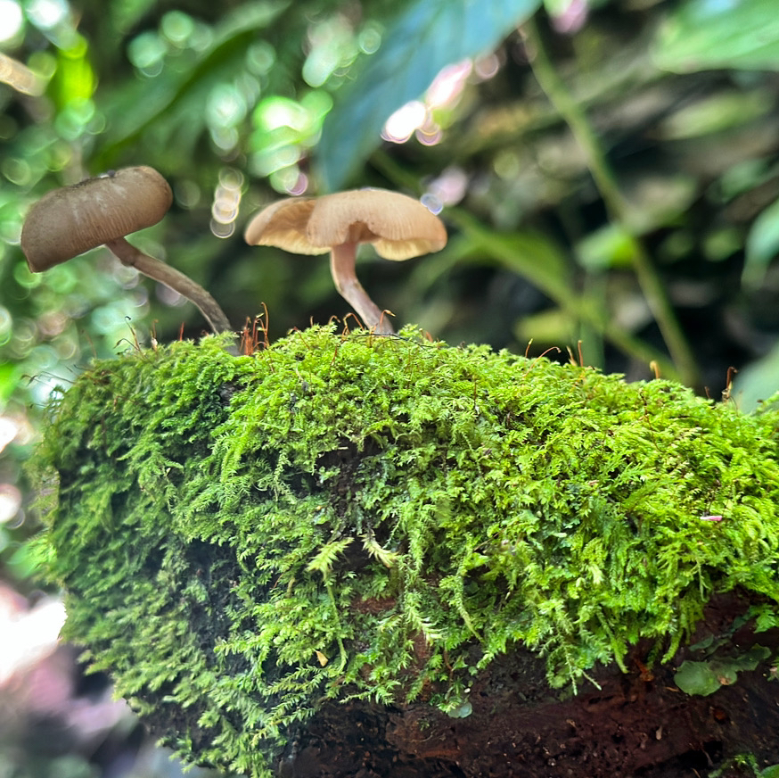 Avatar for @Dailysuperstar on Greg, the plant care app