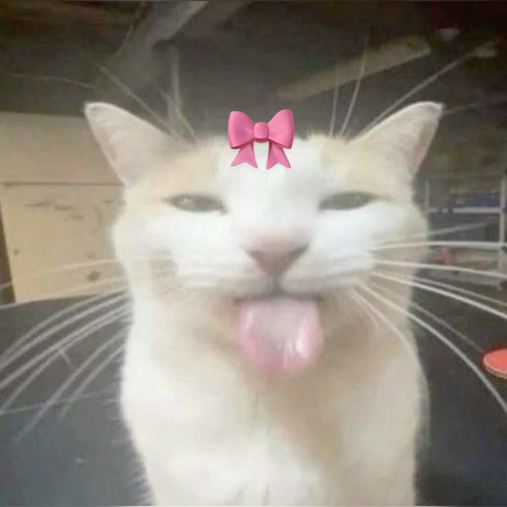 @tortoise06
