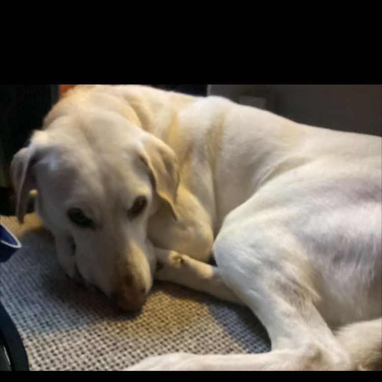 Avatar for @SnappyRimu94 on Greg, the plant care app