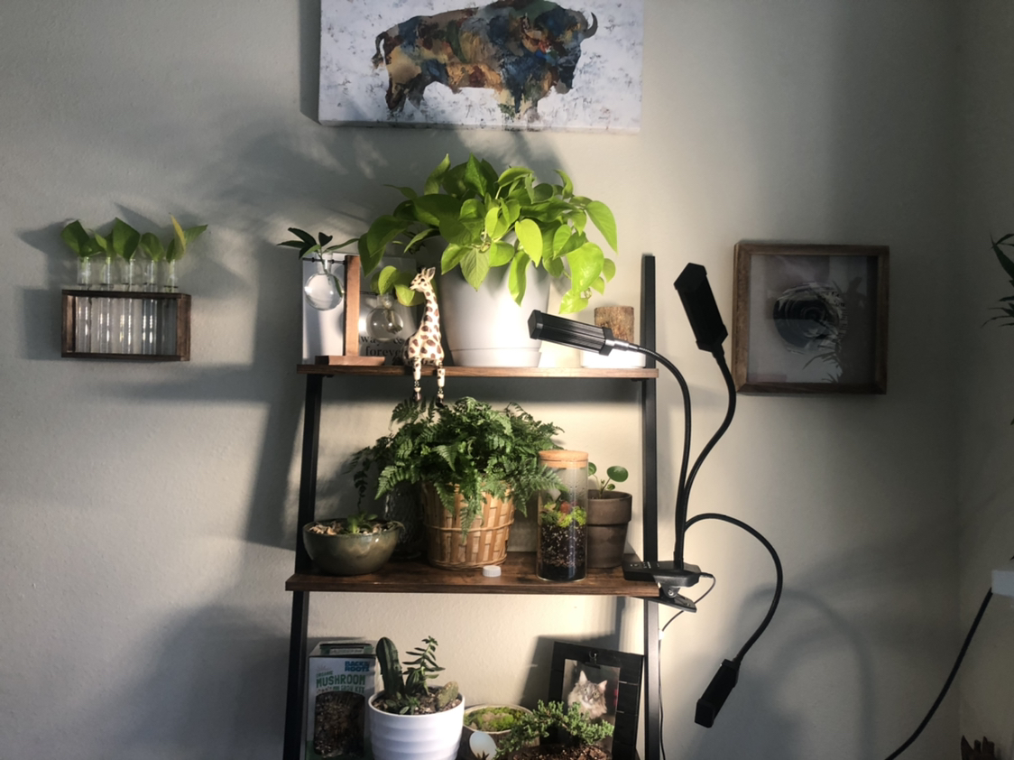 Avatar for @InvalidTEA on Greg, the plant care app