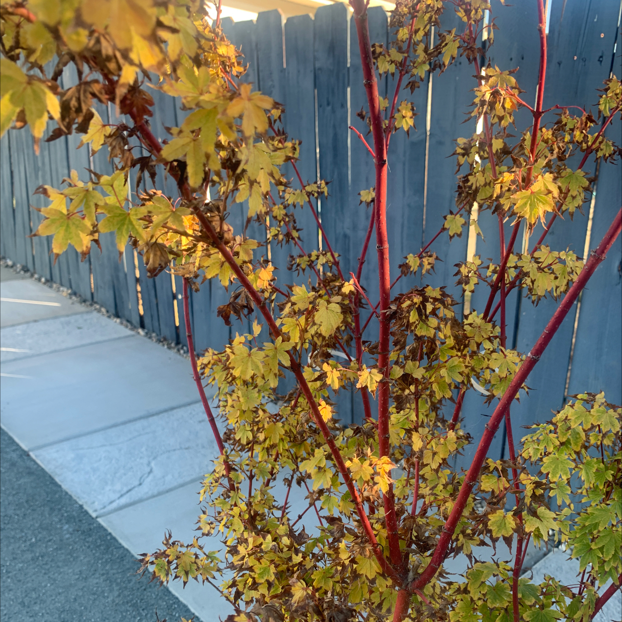 Avatar for Flor on Greg, the plant care app