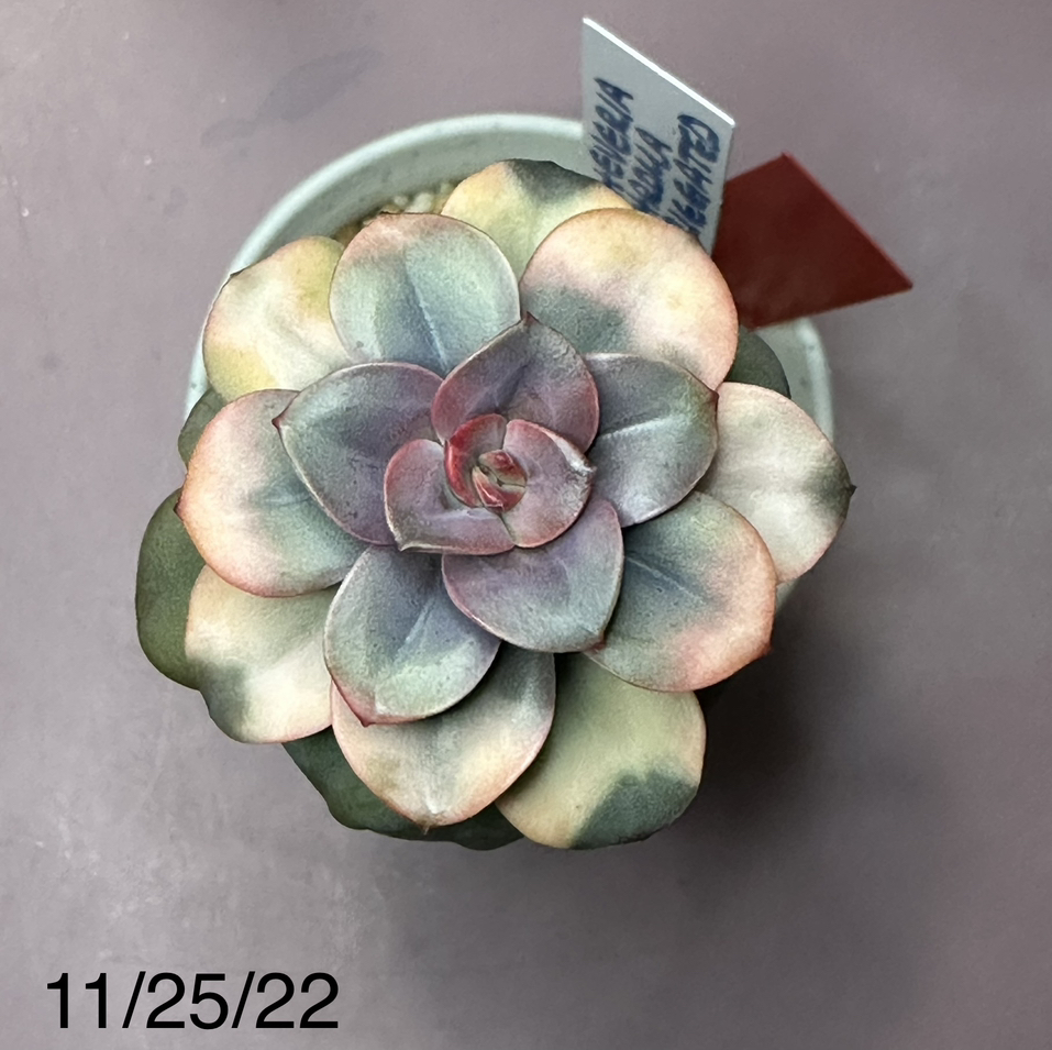 Avatar for @ejmac on Greg, the plant care app