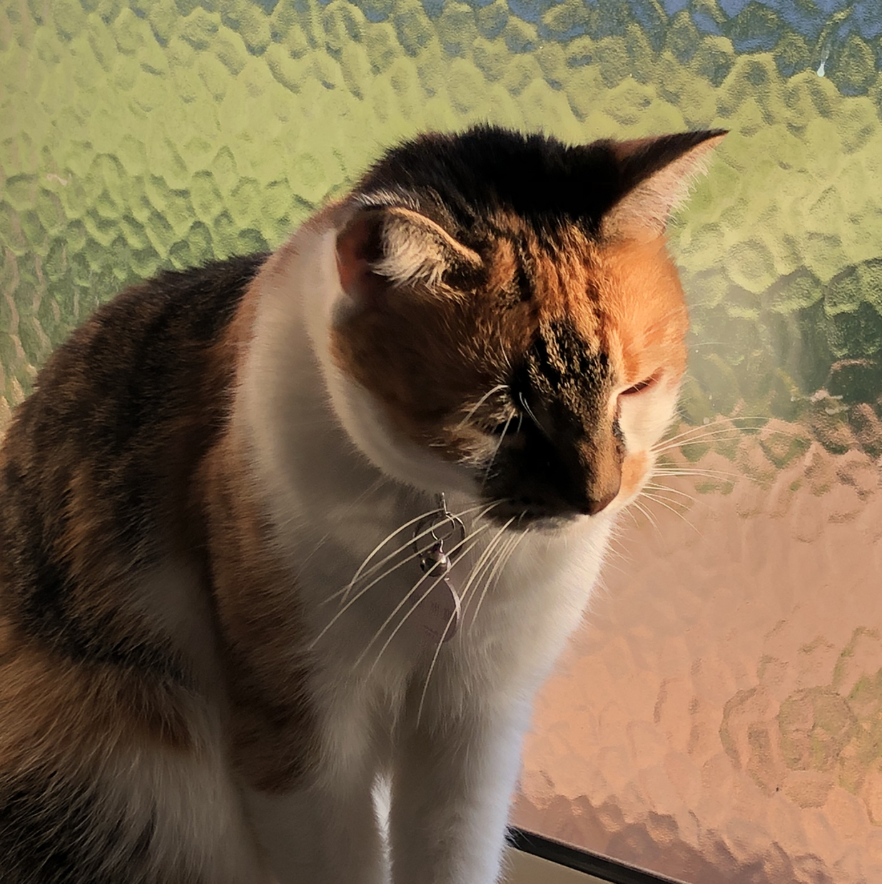 Avatar for @karaeasterbrook on Greg, the plant care app