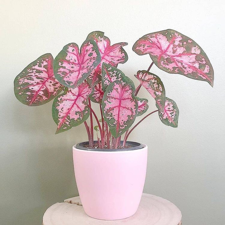 @Plantlover82 avatar