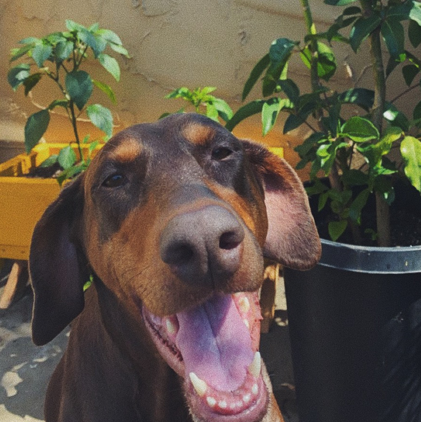 Avatar for @planetplanted on Greg, the plant care app