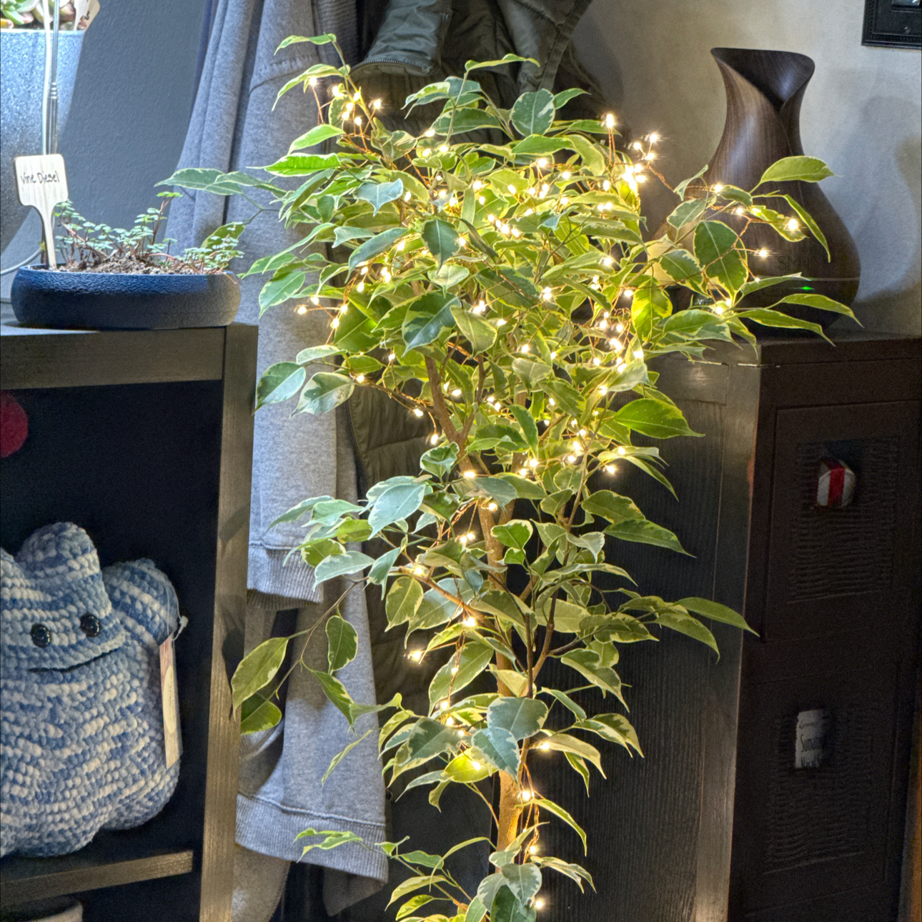 Avatar for @Smurble on Greg, the plant care app