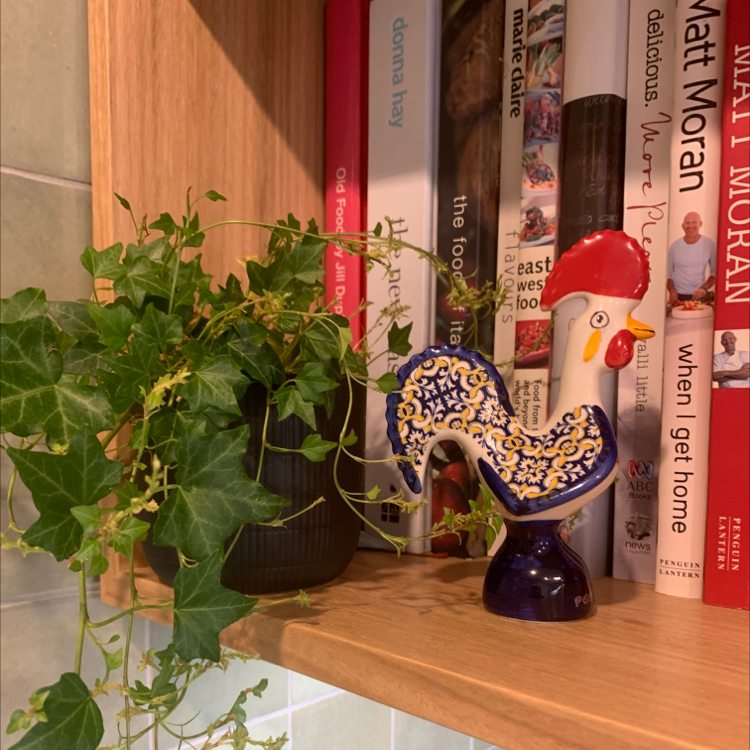 Avatar for @HarlemGreen on Greg, the plant care app