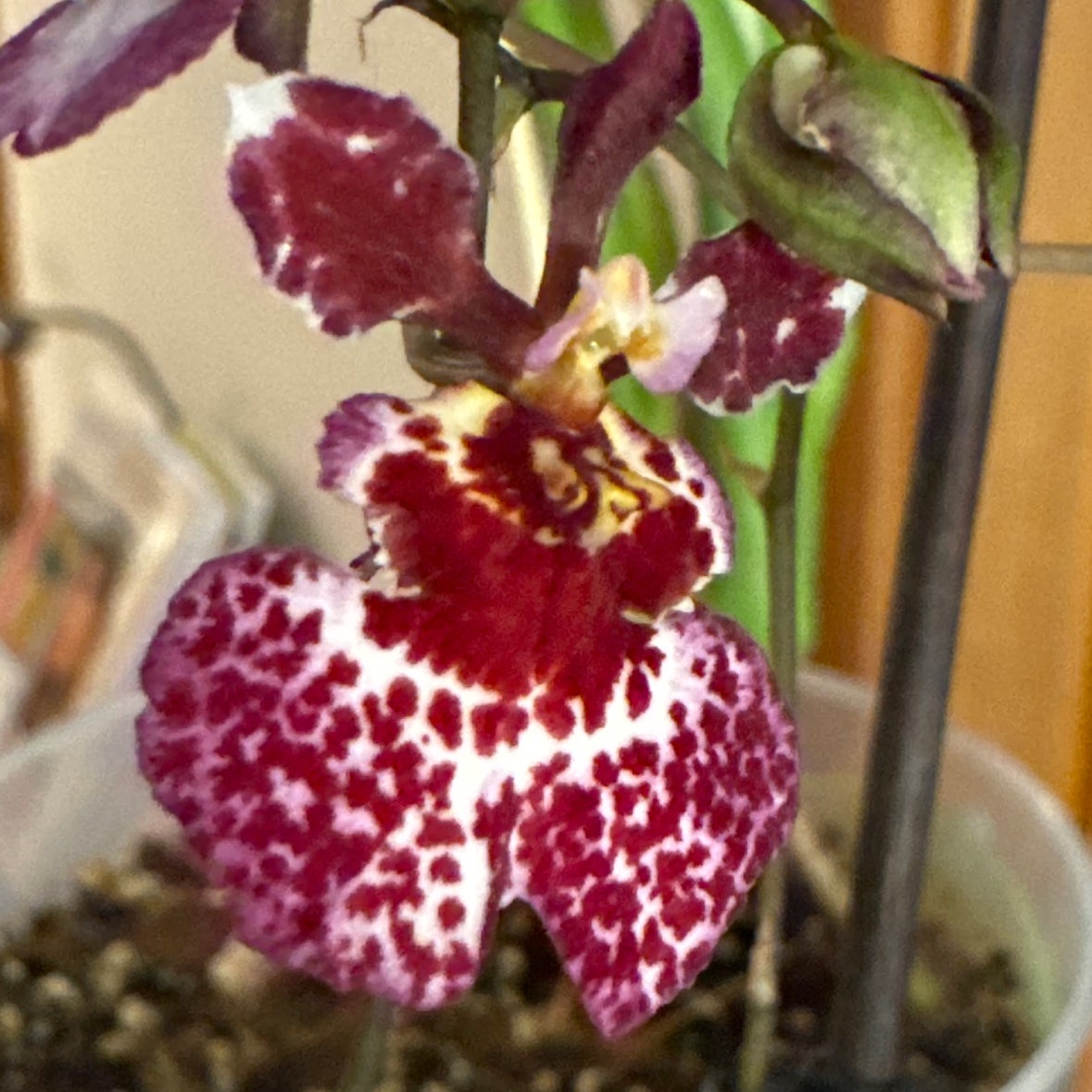 @BossPalesedge49 avatar