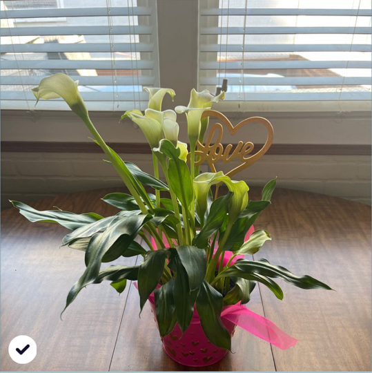 Avatar for @Lisaa_0114 on Greg, the plant care app