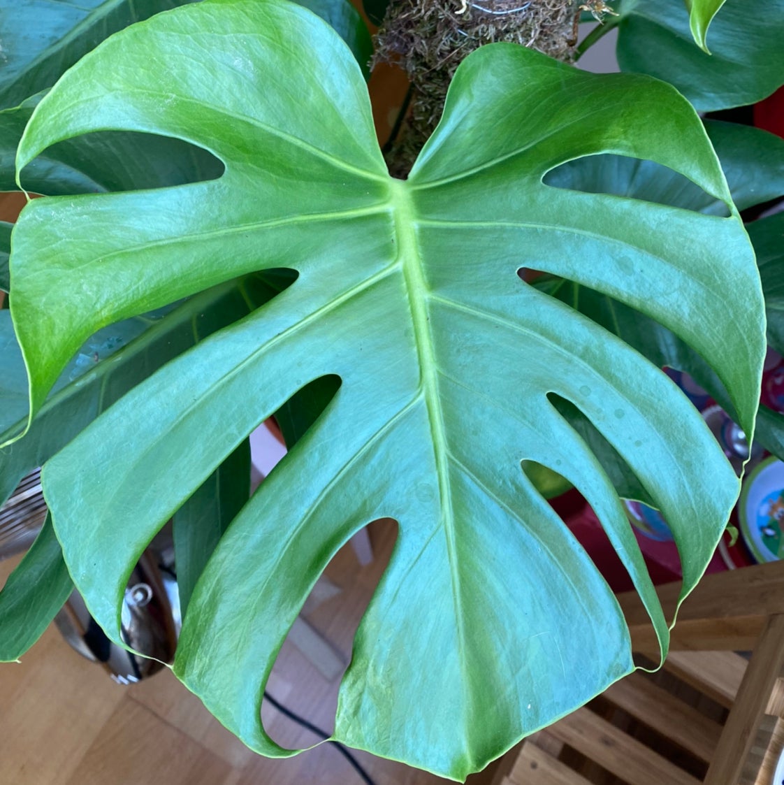 Avatar for @Queenofplants on Greg, the plant care app