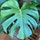 Avatar for @Queenofplants on Greg, the plant care app