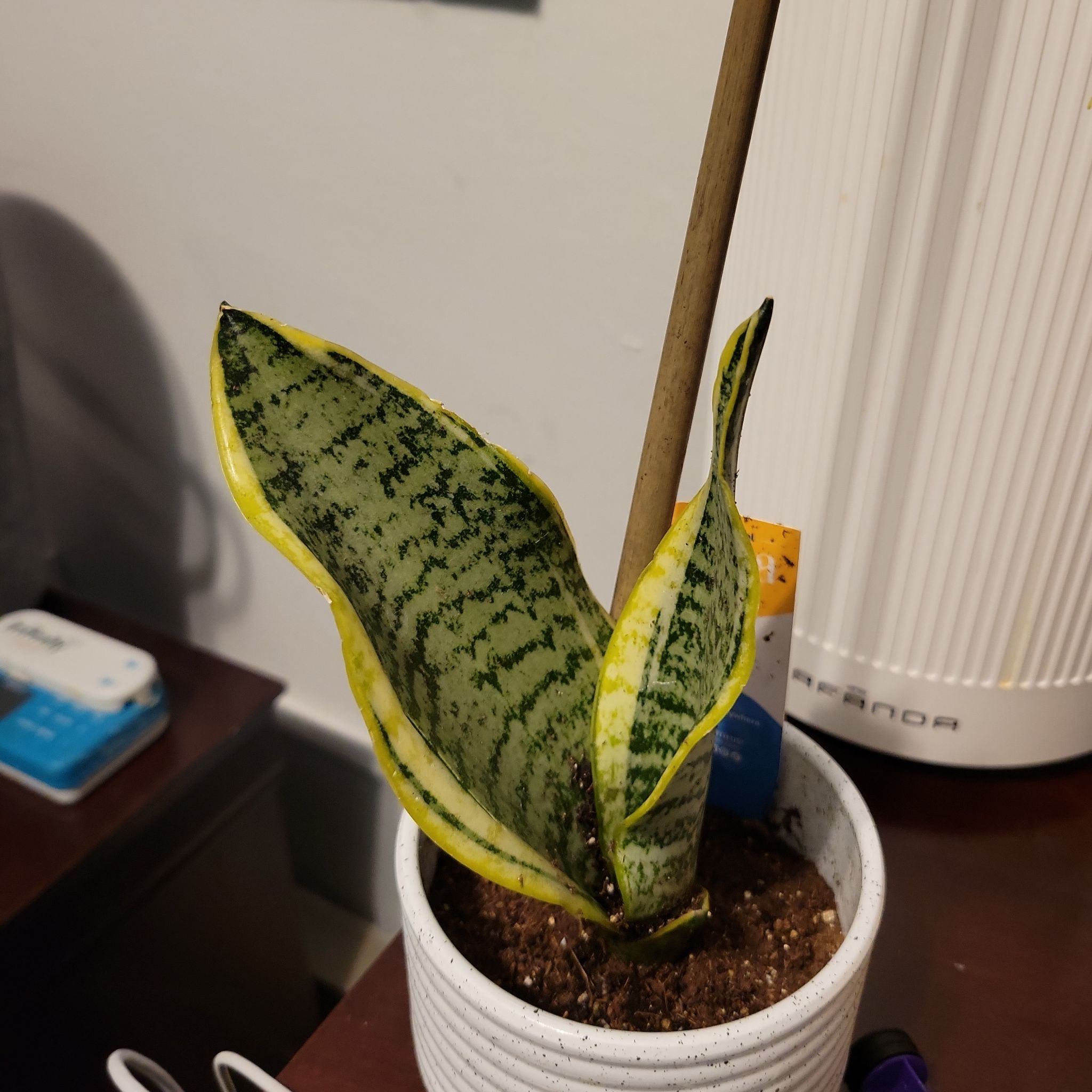 @SugarPineviolet avatar