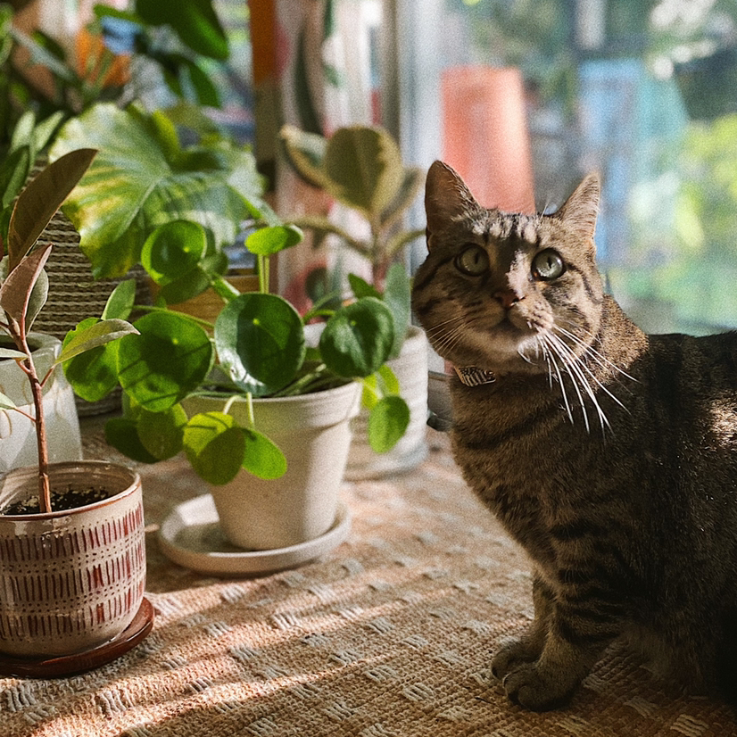 @ferngirlfriend avatar