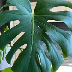 @IWantThatPlant