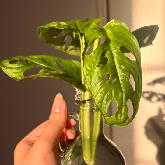 @mylovervenus avatar